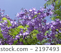 藍花楹屬 植物 植物學 2197493