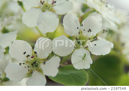 Yamanashi's flower and green spider 2197549