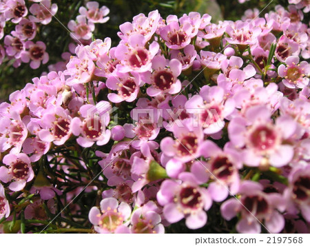 植物 植物學 植物的 2197568