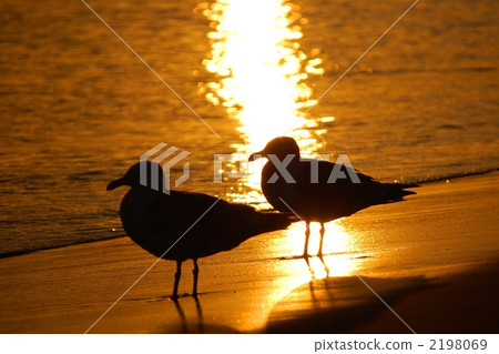 兩隻海鷗 2198069