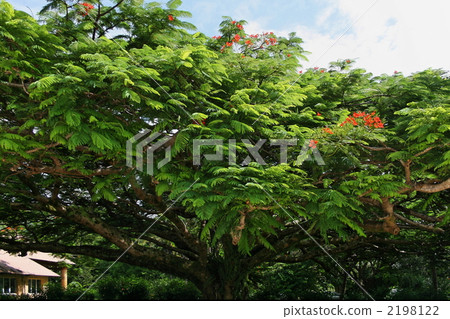 非常大的鳳凰樹 2198122