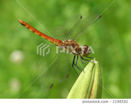 Red dragonfly 2198582