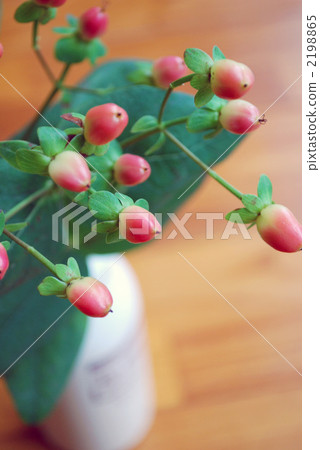 fruit, hypericum, bloom 2198865