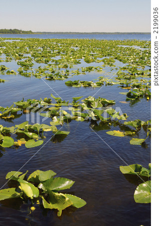 Lily pad 2199036