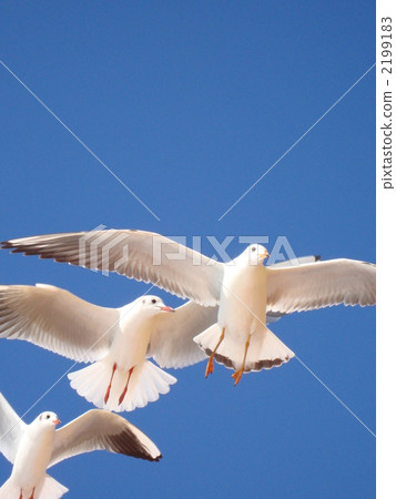 Fly with a gull Fly with a gull 2199183