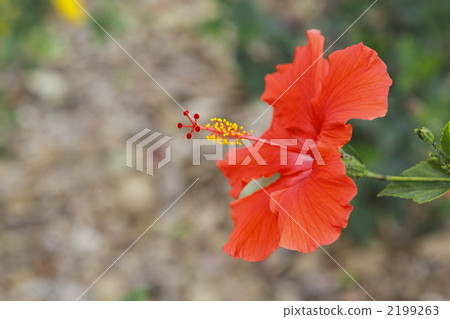 Hibiscus Hibiscus 2199263