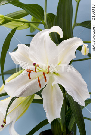 百合 百合花 莉莉 2199313