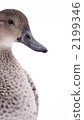 Duck 1 2199346