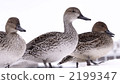 Duck 2 2199347