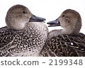 Duck 3 2199348