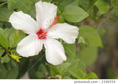Hibiscus Hibiscus 2199354