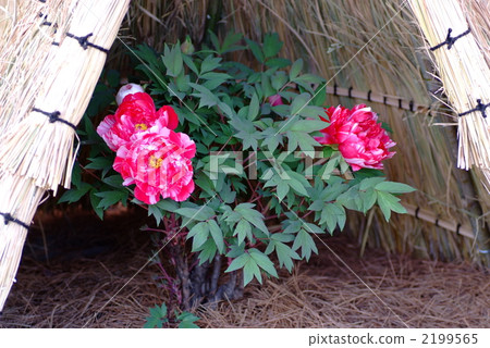 Winter Peony Winter Peony 2199565
