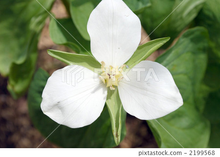 trillium camschatcense, wake robin, bloom 2199568