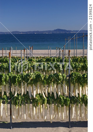 冬之詩 白蘿蔔幹 蔬菜 2199824