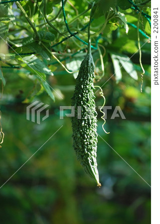 苦瓜 水果 個人培養 2200841