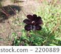 Chocolate Cosmos 2200889