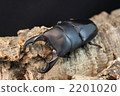 Saxitramida stag beetle 2201020