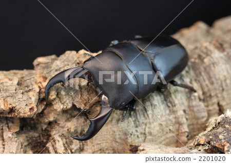 Saxitramida stag beetle Saxitramida stag beetle 2201020