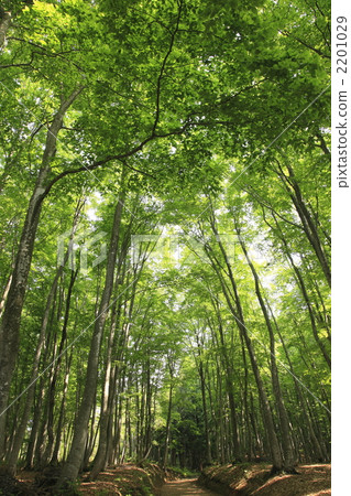 Beech forest 2201029