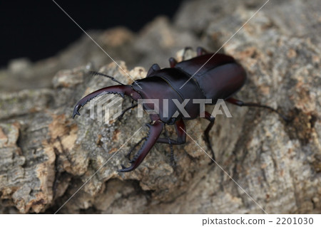 Tanaka Kokuwagata 2201030