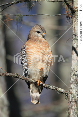 Kataakanosuri 2201090