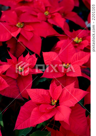 Poinsettia leaves Poinsettia leaves 2201103