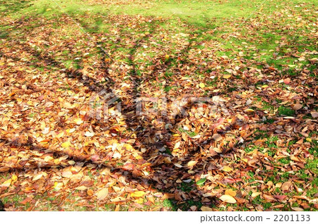 Shadows of fallen leaves and deadwoods Shadows of fallen leaves and deadwoods 2201133