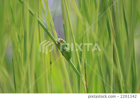 施萊格爾青蛙 2201142