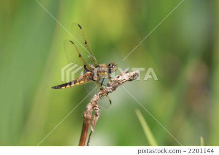 Yotsuboshitonbo 2201144