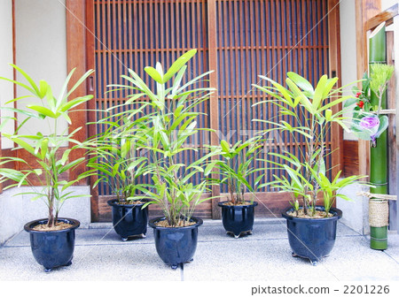 Kannon Bamboo potted plant Kannon Bamboo potted plant 2201226