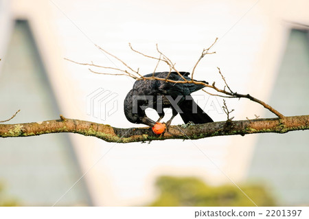 柿子吃烏鴉 柿子吃烏鴉 2201397