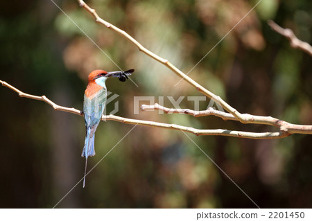 Rurinodohachikui Rurinodohachikui 2201450