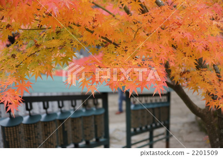 maple, yellow leafe, daishou-in 2201509