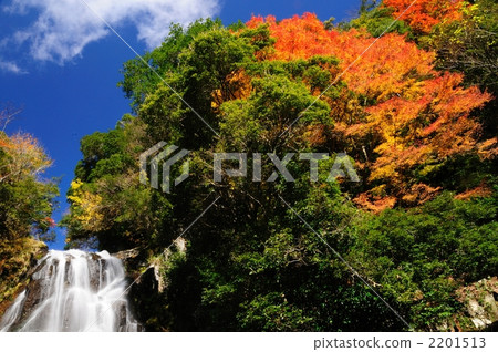 Autumn leaves of Araki fall 2201513