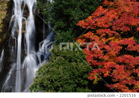 Autumn leaves of Araki fall 2201516