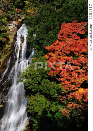 Autumn leaves of Araki fall 2201517