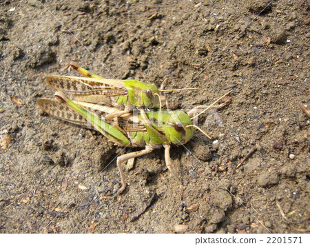 A friend Tonosama batta A friend Tonosama batta 2201571