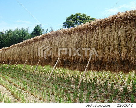 A small island in Nagasaki prefecture, a farmer in Iki. After harvesting, it is a scenery that is sun-dried. A small island in Nagasaki prefecture, a farmer in Iki. After harvesting, it is a scenery that is sun-dried. 2202648