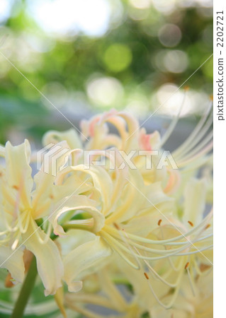 彼岸花 石蒜 曼珠沙華 2202721