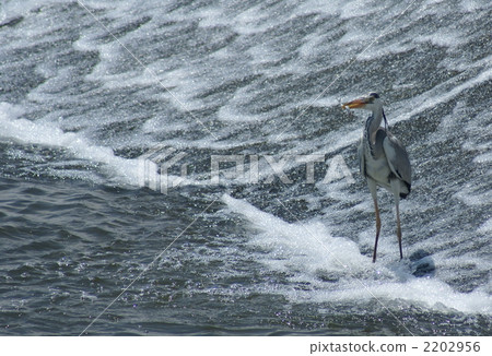 Seashei Seashei 2202956