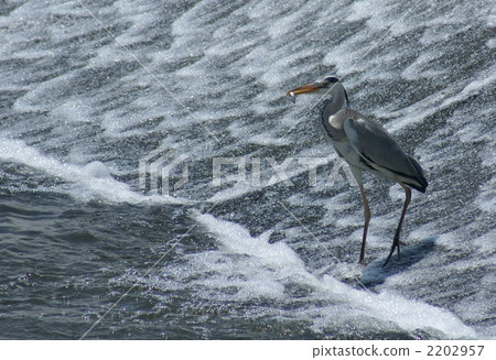 Seashei Seashei 2202957