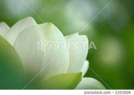 白蓮花基座 2203006