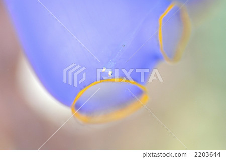 Glass Goby, whip coral goby, wire-coral goby 2203644