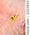 魚 小丑魚 鹹水魚 2203645