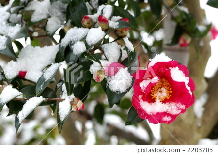 Snow covered with snow 2203703