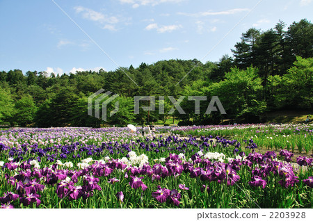 Fogokino公園 2203928