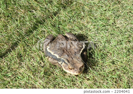 Big frog on the lawn Big frog on the lawn 2204041