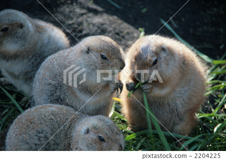 Marmot Marmot 2204225