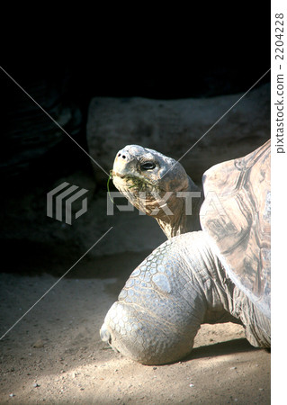 巨龜 2204228