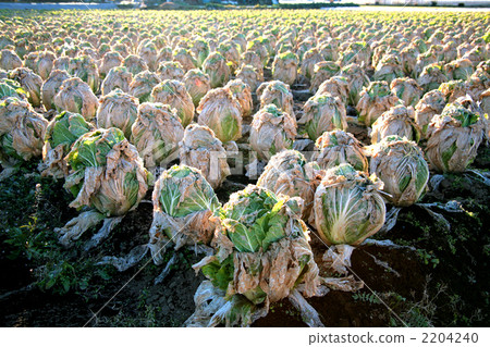 大白菜田 大白菜田 2204240
